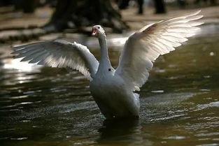 有网友爆料大鹅视频吗,大鹅视频引发热议
